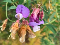 Lathyrus vestitus var. vestitus