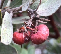 Arctostaphylos obispoensis
