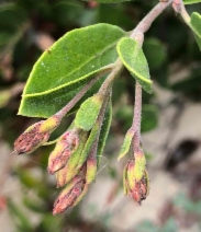 Arctostaphylos crustacea ssp. eastwoodiana