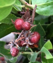 Arctostaphylos crustacea