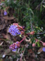 Ceanothus foliosus