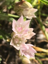 Allium hickmanii