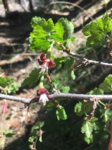 Ribes amarum