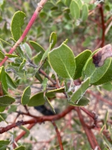Arctostaphylos glandulosa ssp. mollis
