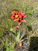 Sparaxis tricolor