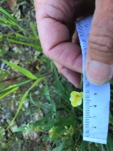 Hesperomecon linearis