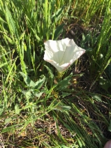 Calystegia subacaulis ssp. episcopalis
