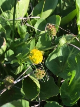 Sanicula maritima