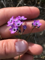 Gilia tenuiflora ssp. tenuiflora