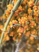 Ephedra californica