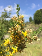 Genista monspessulana