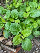 Melissa officinalis
