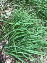 Brachypodium sylvaticum