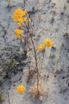 Erysimum teretifolium