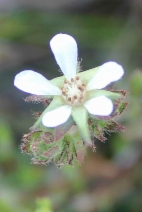 Horkelia cuneata var. sericea
