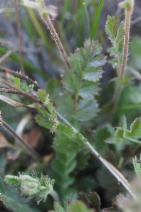 Horkelia cuneata var. sericea