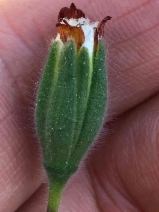 Achyrachaena mollis