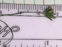 Trifolium bifidum var. decipiens