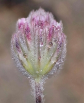Trifolium albopurpureum