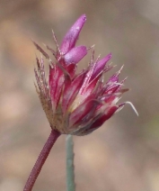 Trifolium oliganthum