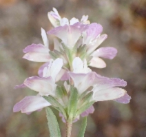 Collinsia bartsiifolia var. bartsiifolia