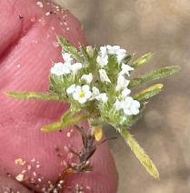 Cryptantha circumscissa