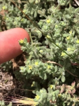 Galium californicum ssp. luciense