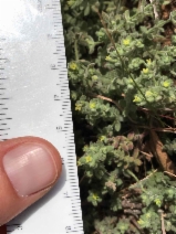 Galium californicum ssp. luciense