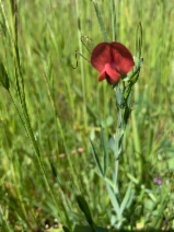 Lathyrus cicera