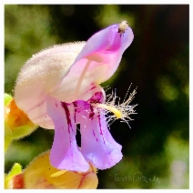 Penstemon grinnellii