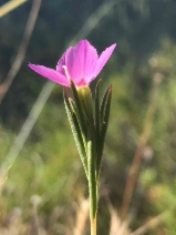 Clarkia purpurea