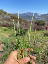 Festuca myuros