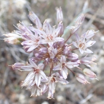 Allium diabolense