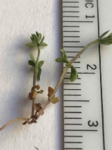 Galium murale