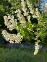 Ceanothus palmeri