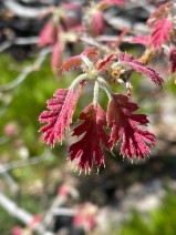 Quercus kelloggii