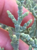 Allenrolfea occidentalis