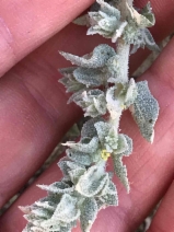 Atriplex coronata var. coronata