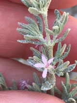 Frankenia salina