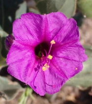 Mirabilis multiflora