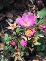Rosa spithamea