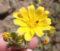 Hemizonia pallida