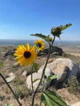 Helianthus annuus
