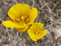 Calochortus clavatus var. pallidus