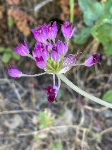 Allium peninsulare var. franciscanum
