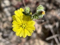 Lagophylla ramosissima