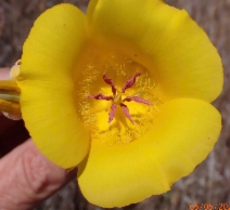 Calochortus clavatus var. pallidus