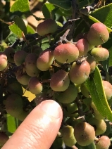 Arctostaphylos crustacea ssp. rosei