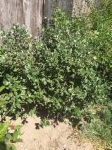 Feijoa sellowiana