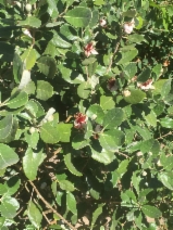 Feijoa sellowiana